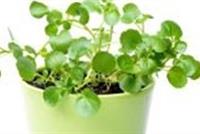 الجرجير... لأفضل عناية بالشعر 