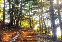 محمية أرز الشوف على القائمة الخضراء للاتحاد الدولي لحماية الطبيعة