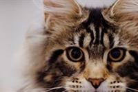 الحيوانات الأليفة.. تغيّرت!