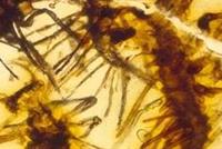  علماء يعثرون على 