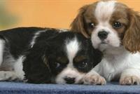 طبيب بيطري يهرب المخدرات بطريقة لا تخطر على البال