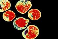 خطر يهدد بتدمير مناعة البشر