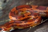 ثعبان يتسلل الى غرفة مسنة ليلاً..