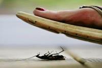 صرصور يعيش في جزءٍ حسّاس من جسد فتاة