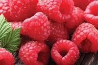 التوت الأحمر 