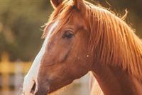 تفسيرات رموز الحصان وألوانه في المنام