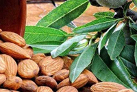 هذا ما يفعله تناول 60 غراماً من اللوز يومياً بجسمك !