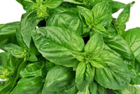 هذه الفائدة لا تعرفونها عن الريحان!