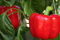 للفلفل الحلو فوائد صحية مذهلة