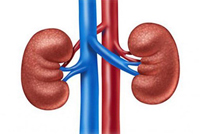 هذا ما يفعله ارتفاع ضغط الدم بالكلى