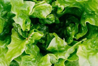 علماء يحذرون من خطر يسكن في أوراق الخس!