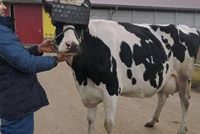 لماذا يضعون نظّارات الواقع الافتراضي للأبقار؟