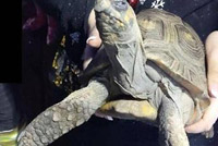 إنقاذ سلحفاة 