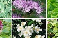 لبنان غني بأعشاب تقوي جهاز المناعة