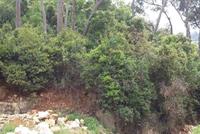Land For Sale In Beit Chabeb